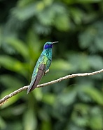 Sparkling Violetear Hummingbird in Ecuador