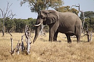 African Bull elephant