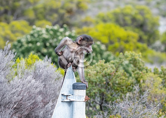 Baby Chacma Baboon