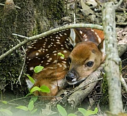 White tailed Deer