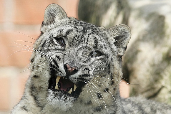Snow Leopard