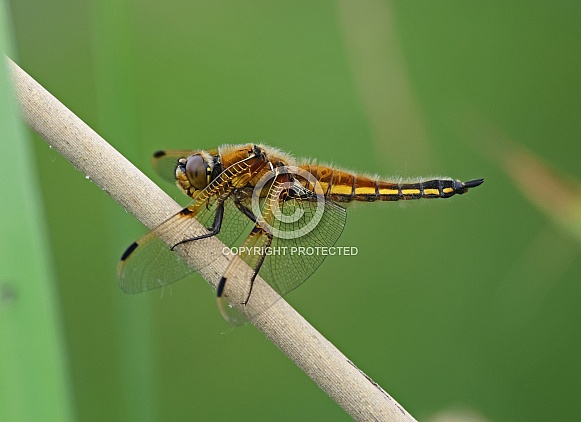 Four spotted Chaser