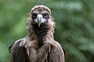 Cinereous vulture (Aegypius monachus)