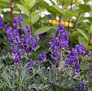 Purple Wildflowers in Alaska