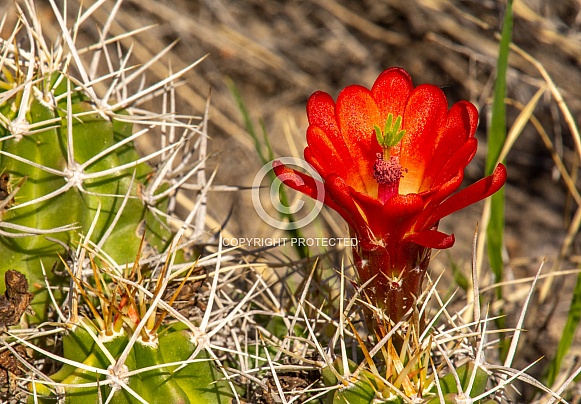 Claret Cup Cactus