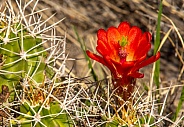 Claret Cup Cactus