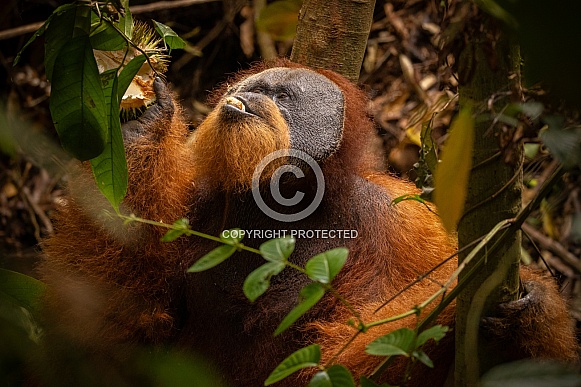 Sumatran orangutan in the jungle.