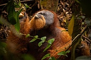 Sumatran orangutan in the jungle.