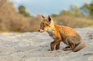 Red Fox cub in nature