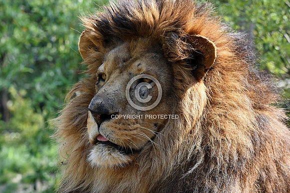 African Lion