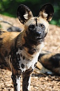 African Wild Dog (Lycaon pictus)
