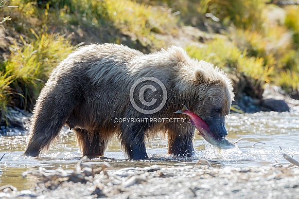 Female Grizzly bear