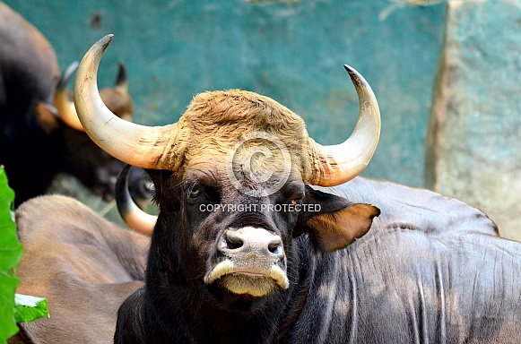 Indian Gaur