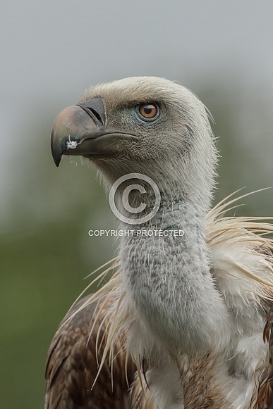 griffon vulture. griffon vulture.