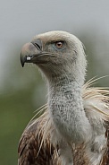griffon vulture.