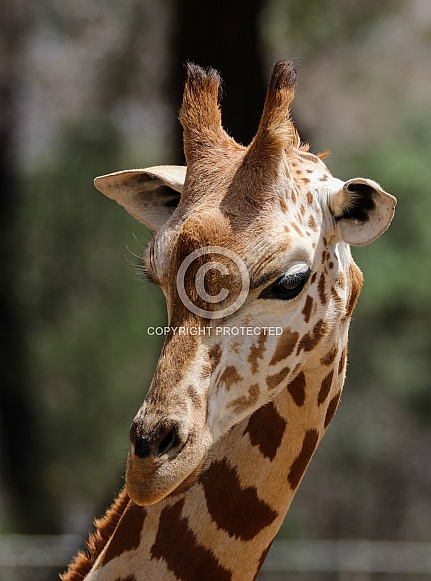 Giraffe portrait