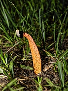 Phallus rubicundus - Devils stinkhorn is a species of fungus found in tropical regions. It has the typical stinkhorn structure consisting of a sponge stalk tall arising from a gelatinous egg