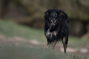 Mongrel Dog (origin unknown) Enjoying The Water