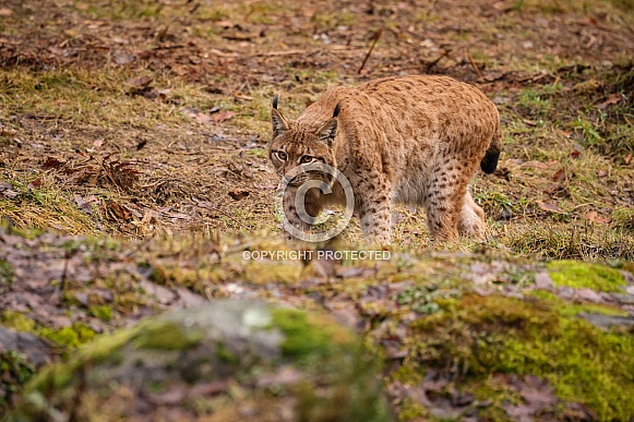 Eurasian lynx in the nature habitat. Beautiful and charismatic animal. Wild Europe. European wildlife. Animals in european forests. Lynx lynx.