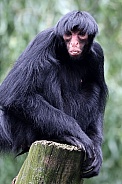red-faced spider monkey (Ateles paniscus)