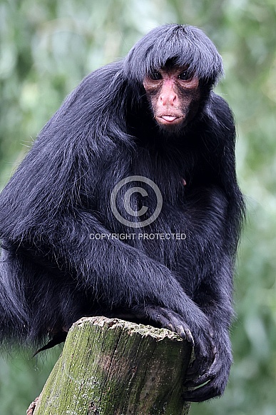 red-faced spider monkey (Ateles paniscus)