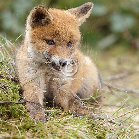 Red fox cubs