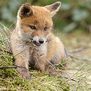 Red fox cubs
