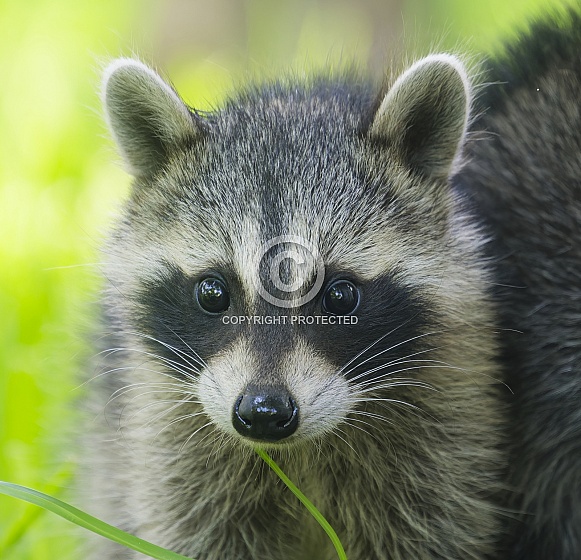 Raccoons