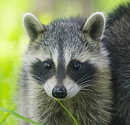 Raccoons