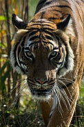 Malayan Tigress