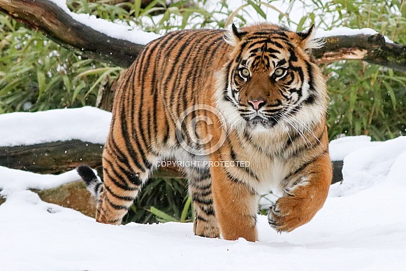 Sumatran tiger