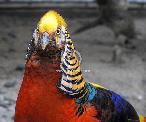 Male Golden Pheasant