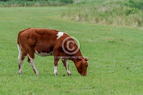 Cow in the meadow