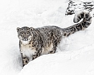 Snow Leopard-Stare Down