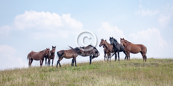 Wild Horse (Equus caballus)