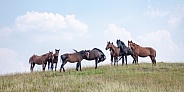 Wild Horse (Equus caballus)