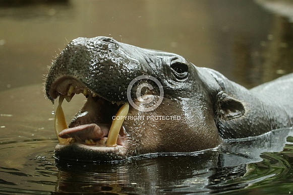 Pygmy Hippo