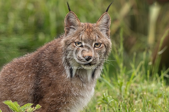 Canada Lynx Close Up
