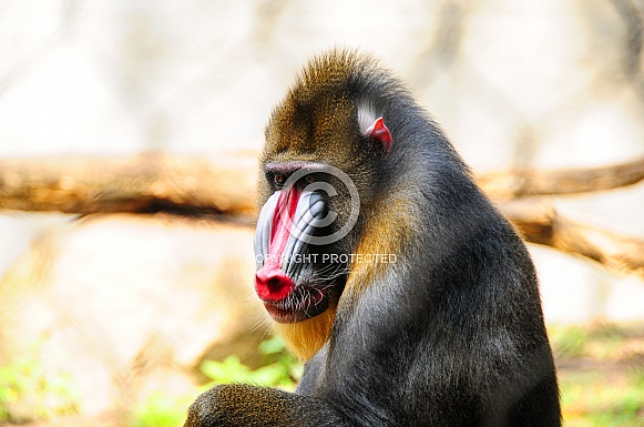 Mandrill Mandrill