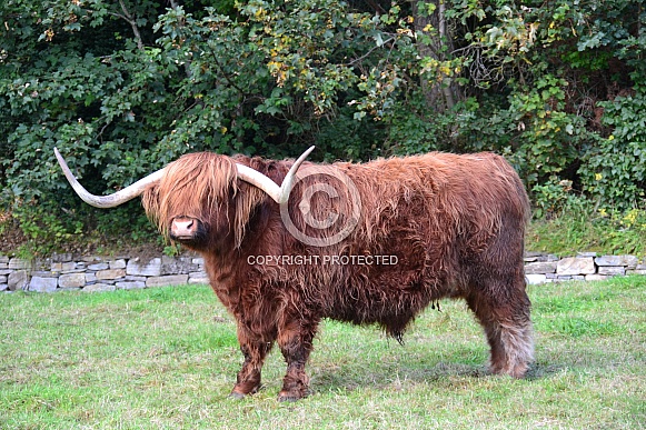 Highland Cow