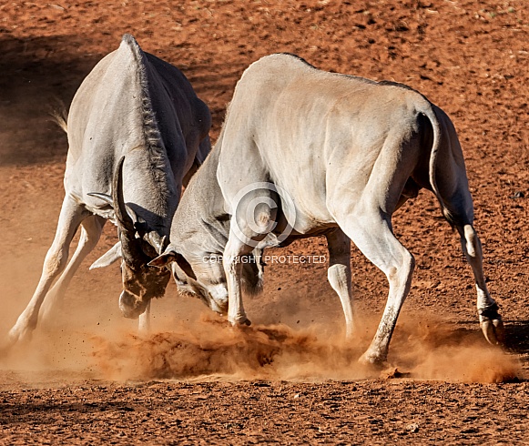 Eland Bulls Fighting Eland Bulls Fighting