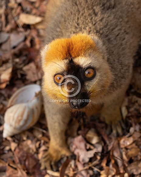 Red-Fronted Brown Lemur