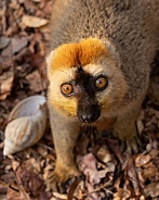 Red-Fronted Brown Lemur