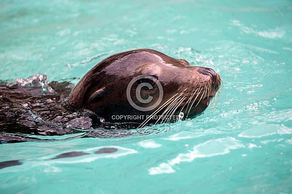 Californian Sea Lion (Zalophus californianus) Californian Sea Lion (Zalophus californianus)
