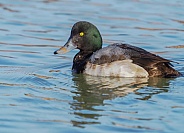 Male Greater Scaup in a Lake
