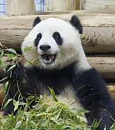 Giant Panda