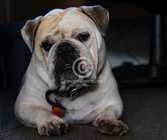 British or English bulldog
