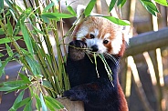 Red Panda Eating