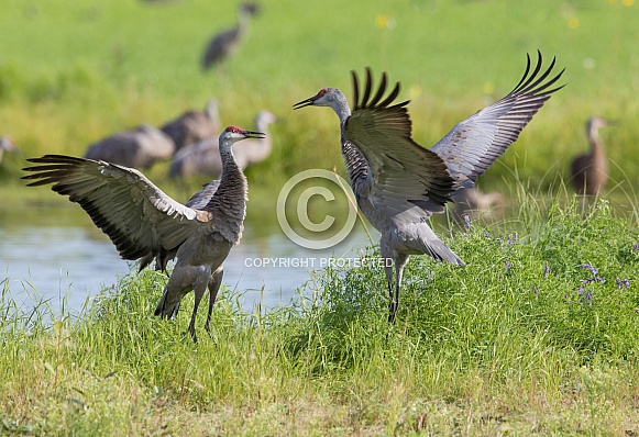 Sandhill Crane Pair Dancing Sandhill Crane Pair Dancing