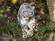 Snow Leopard walking